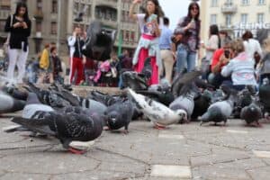 Calea Victoriei
